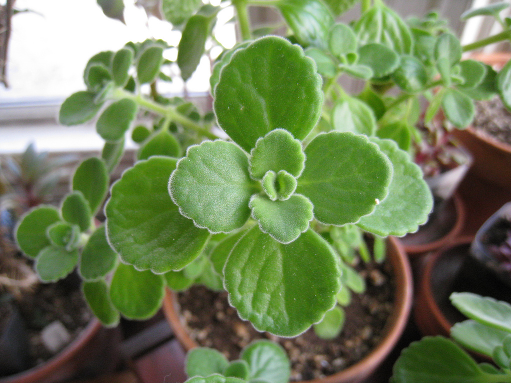 Cuban oregano